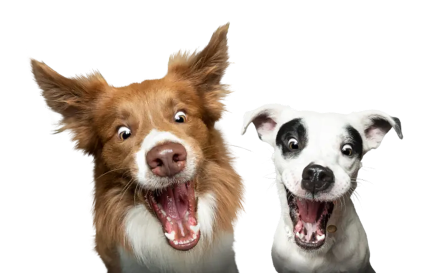 JOSERA Hundefutter Proben - Kostenlose Futterproben für Ihren Hund